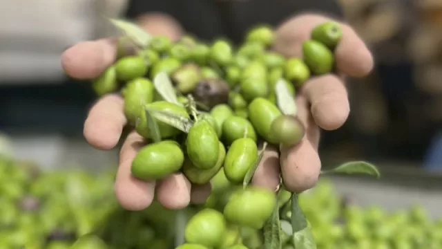 Olivícola Laur lanza su aceite de oliva virgen extra alto en polifenoles (un superalimento con múltiples beneficios para la salud)