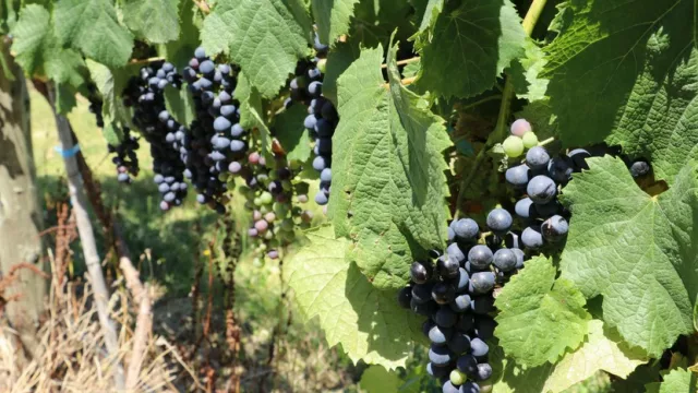 Fluorita Córdoba celebró su primera vendimia (minería y vitivinicultura, dos realidades en sinergia)