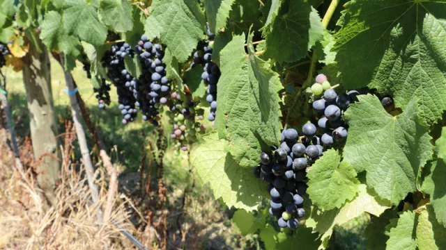 FOTOS Cortesía Gonzalo Martínez