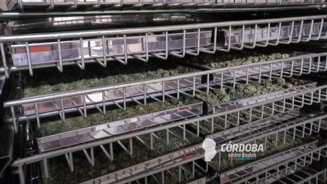 MycoTech fabrica productos en base a hongos para mejorar plantas y cultivos.