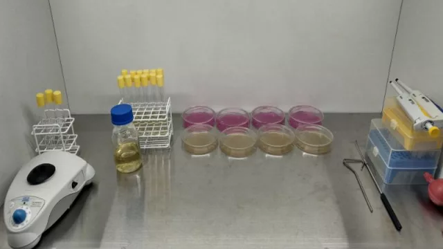 MycoTech fabrica productos en base a hongos para mejorar plantas y cultivos.