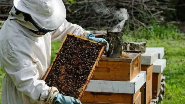Apicultura en riesgo: de 90 productores solo quedan 15 en Balnearia (el clima, sí, pero también los precios)