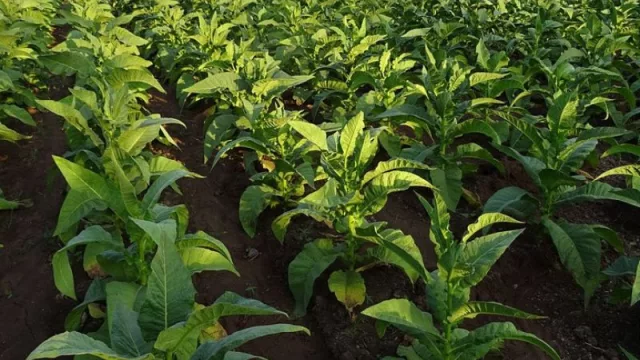 Alerta en tabacaleros de Salta y Jujuy por desfinanciación del Fondo Especial del Tabaco (este año perderían US$ 900 millones)