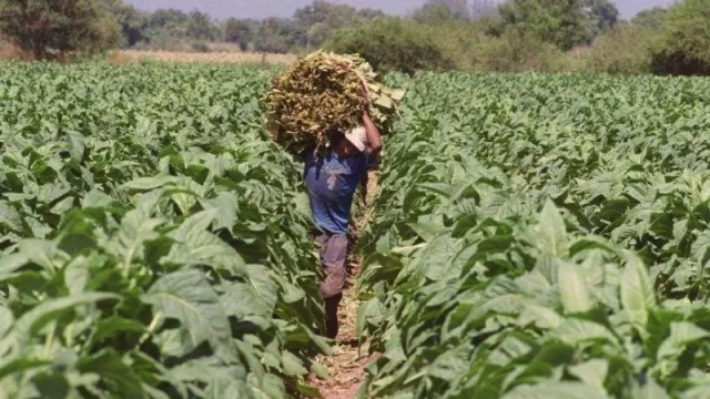 Las retenciones y el granizo complican a los tabacaleros