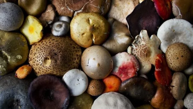 Por qué los hongos son la materia prima del futuro (medioambiente, alimentación y más)