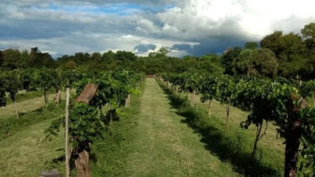 ¿Viñedos en el monte chaqueño? ¡Sí! Un vino impensado en una zona inusual (cabernet, malbec, bonarda y más variedades)