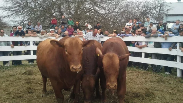 Expo Villa Santa Rosa: productores podrán acceder a financiamiento para la compra de reproductores