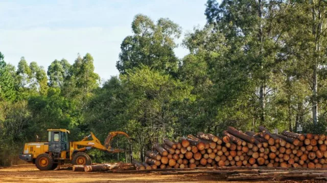 La Empresa Correntina Norfor SA exportará madera hacia Centroamérica (desde el puerto de Posadas)
