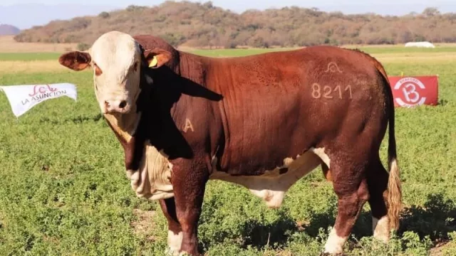 El empresario tucumano que logró vender todos sus toros a través de streaming 