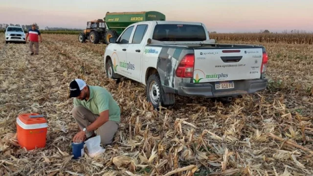 “Maíz Plus”, el programa que acompaña la evolución del campo (más de 30.000 hectáreas relevadas con tecnología agronómica de alta precisión)