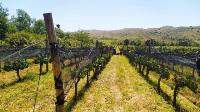 ¿Te le animás a Mal Vecino? (un vino bien cordobés que nació en Potrero de Garay)