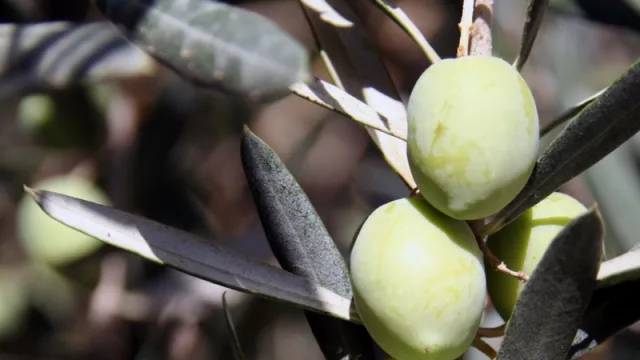 Pymes tucumanas participaron de una misión comercial en Colombia para exportar olivas