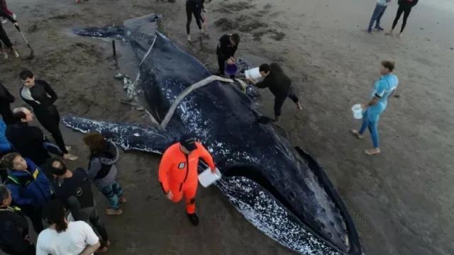 Un buen gesto: La ballena y la RSE de las empresas locales