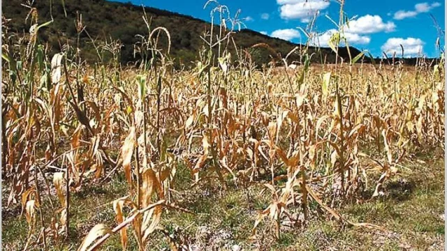 Sorpresiva alza de la soja a u$s 384 mueve las expectativas del mercado