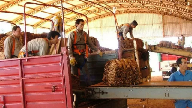 Tabaco: el cierre de la campaña dejará unos 1.200 millones de pesos