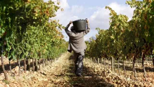 Créditos del Banco Nación a tasa bonificada para productores, bodegueros y cooperativas 