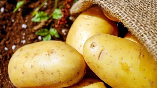 Un innovador sistema de riego será el protagonista de Agropapa 2023