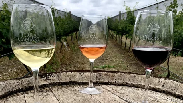 Atardecer + vinos + música: un recorrido por los viñedos de Terra Camiare en Colonia Caroya como nunca los viste