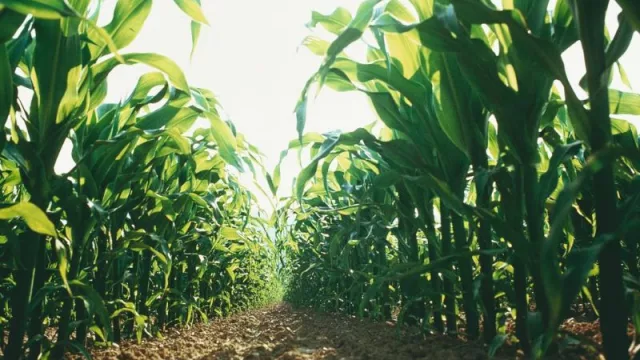 Bayer es mucho más que “Bayaspirina”: hace una fuerte apuesta a las tecnologías de agricultura regenerativa (y busca duplicar mercados)