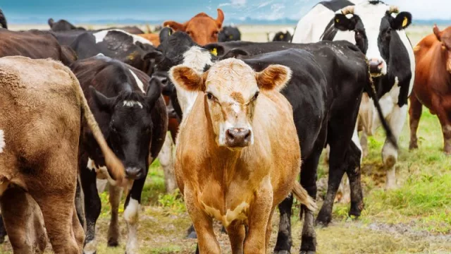 Crisis en el campo: la sequía y las medidas económicas obligaron a un productor a cerrar un tambo de más de 40 años (500 animales en producción directo al matadero)