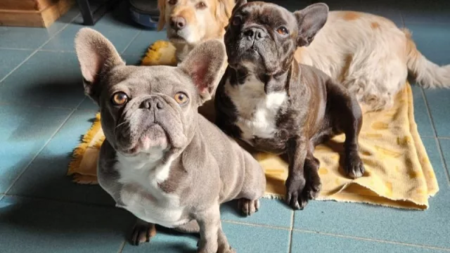 Cinco pasos clave a tener en cuenta para poder viajar al exterior con tu mascota