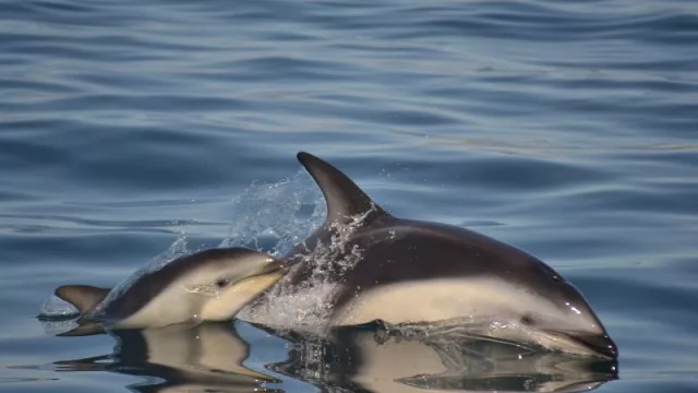 Puerto Madryn: el destino de playa que eligen los patagónicos argentinos (y que es tendencia por el contacto con la fauna, la naturaleza y la oferta deportiva)
