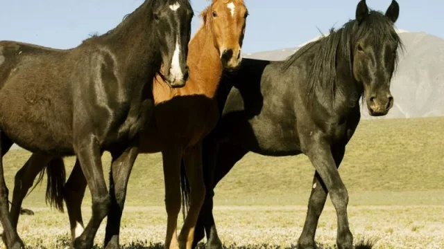 Encefalomielitis Equinas: Se declaró la emergencia sanitaria en todo el territorio nacional