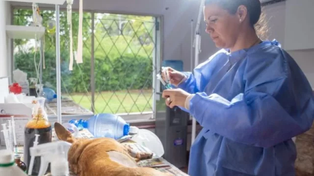 Récord de castraciones en la ciudad: 2023 cerrará con casi 30 mil esterilizaciones y más de 70 mil en los últimos cuatro años