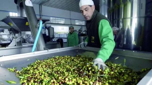 Sinceridad de los aceituneros: "No somos competitivos y estamos hasta las manos"