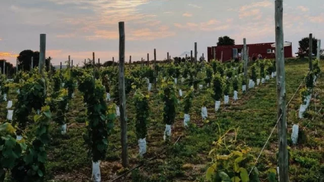 El viñedo se ubica en Av. Constituyentes, Km 1 Sta. Cecilia de Thea (entre La Cumbre y Giardino)