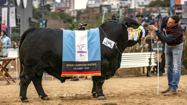 Todas las cocardas son para el norte cordobés: el toro campeón del mundo es de Jesús María (Mateo pertenece a la Cabaña el Porvenir, de Walter Orodá)