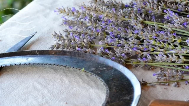 Tiempo de buenos aromas y cosecha en Los Reartes (lavandas y mucho más)