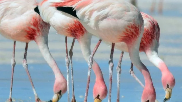 Llegó el día: el Parque Nacional Ansenuza es Ley (660.000 has para preservar flamencos, aguará guazú y una enorme biodiversidad)