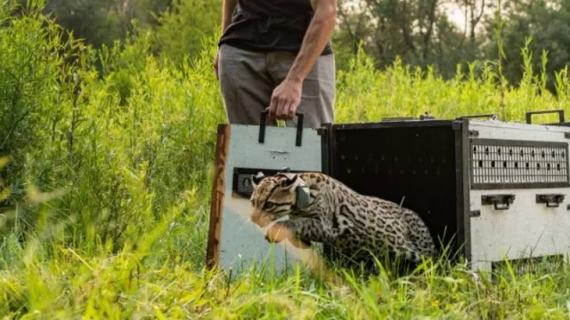 Parque de la Biodiversidad: un ocelote macho fue liberado y regresó a su hábitat natural