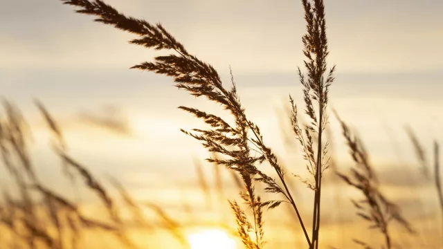 Nace un nuevo espacio para los negocios del Agro: IN Campo