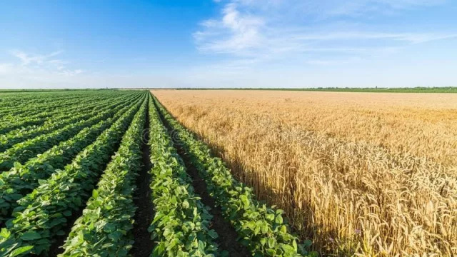 Campo: de cada $ 100 de renta, $ 59 quedan en el Estado (soja y trigo los que más tributan)