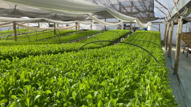 Un terreno baldío se convirtió en la sede de un emprendimiento de hidroponía que no para de crecer