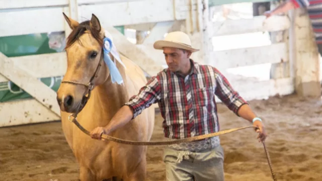 El Senasa aprobó la primera vacuna atenuada contra la enfermedad que afecta a porcinos (y una nueva vacuna viral inactivada para equinos)