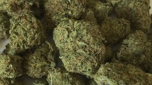 Punta del Este tendrá su primer evento oficial sobre cannabis (12 y 13 de enero)