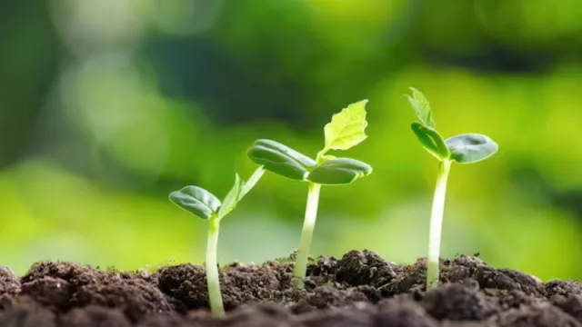 Asoman los brotes verdes: el BCRA compró US$ 5.000 millones en la gestión Milei (se esperan más de 2 millones de camiones a puertos de Santa Fe)