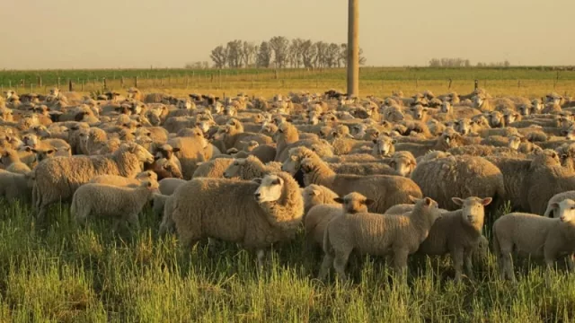 El Mate, la empresa que se convirtió a ganadería regenerativa produciendo y capacitando (ya llegaron a trece países y todas las provincias argentinas)