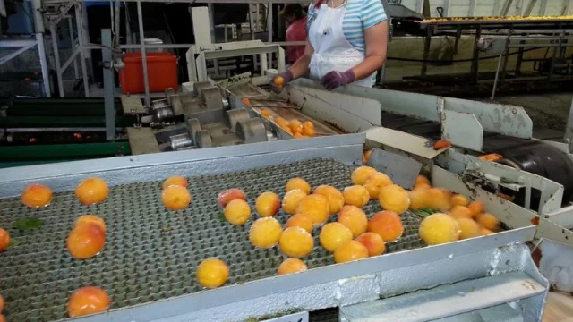 ProMendoza y Cafim analizan el plan exportador para la fruta industrializada