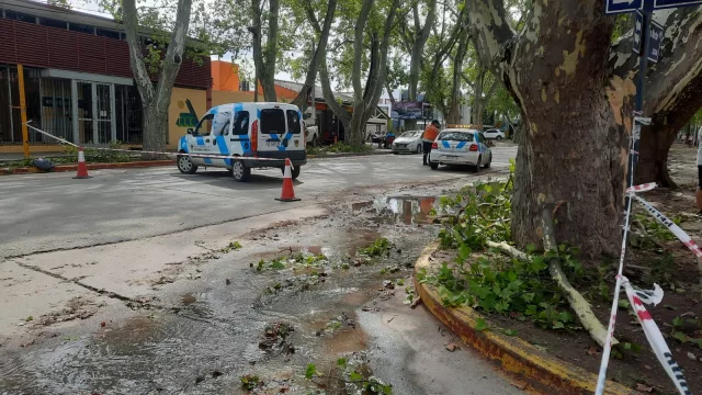 Temporal de viento y lluvia dejó serios daños en Colonia Caroya (casi cuarenta árboles caídos, techos colapsados, dos autos aplastados y anegamiento de calles)