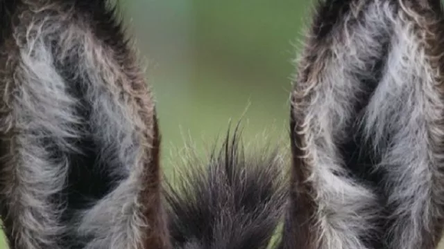 Hicimos el Ranking Oreja de Burro por provincia (alumnos que egresan sin conocimientos básicos)