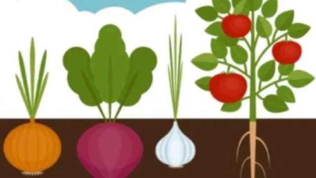 Hay acelga, achicoria, arveja, cebolla, lechuga y más… ¡pero en semillas! Se entregan kits para el auto cultivo domiciliario