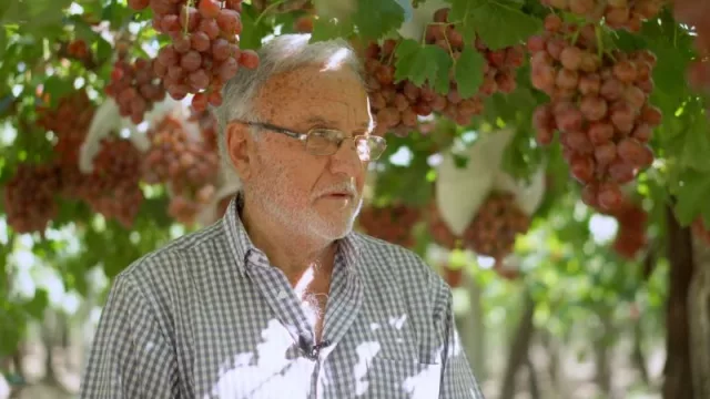 Uvas Sánchez Amezcua: un paraíso frutal en San José del Valle de Traslasierra