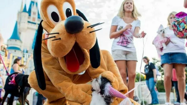 Ya puedes llevar a tu perro a Disney (en 4 hoteles de Orlando)