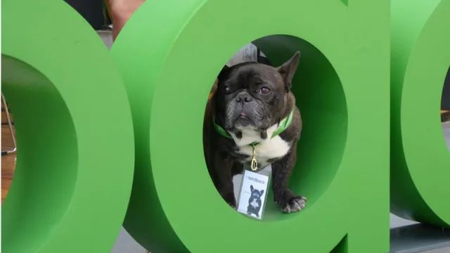 Petfriendly:  “Bruce” es la mascota de Julieta Echeverría y un miembro más de Feedback.
