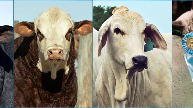 ¿Cómo serán “Las Nacionales” de Corrientes donde se potencian cuatro razas de ganado?  (Braford, Brangus, Brahman y Hampshire Down)