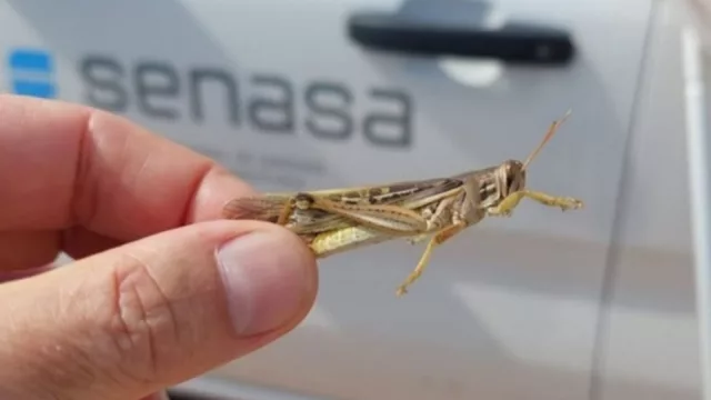De la “chicharrita a la langosta en estadío linfal”: problemáticas de los cultivos en el Norte Cordobés